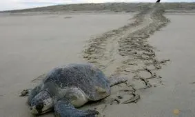 صید ترال عامل مرگ و تلف شدن لاک‌پشت‌ها در شهرستان جاسک