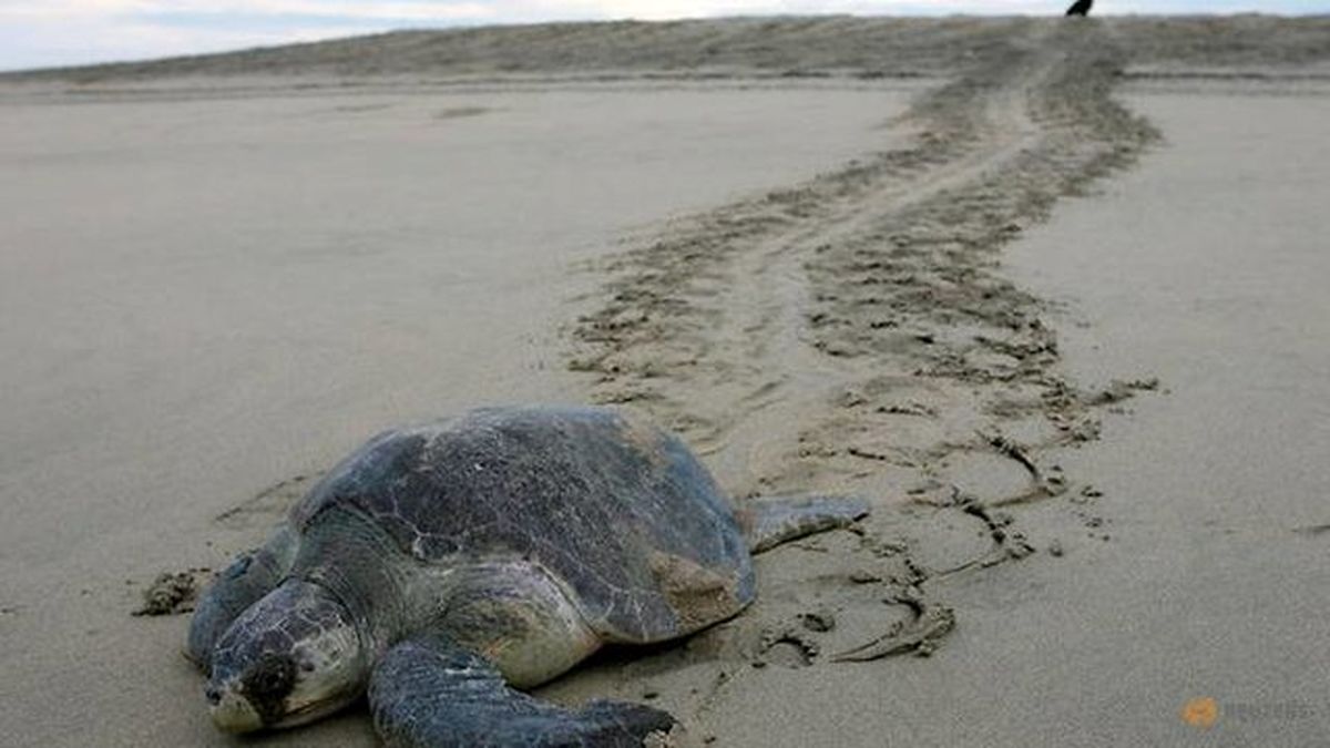 صید ترال عامل مرگ و تلف شدن لاک‌پشت‌ها در شهرستان جاسک