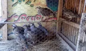 دستگیری شکارچی سابقه دار کبک در رودسر/ ۵۰ تله صید کبک کشف شد