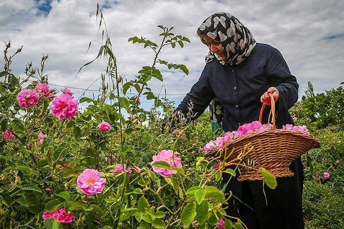 پیش بینی برداشت ۳۶۵ تن گل محمدی از باغات خراسان جنوبی