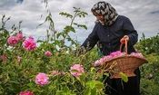 پیش بینی برداشت ۳۶۵ تن گل محمدی از باغات خراسان جنوبی