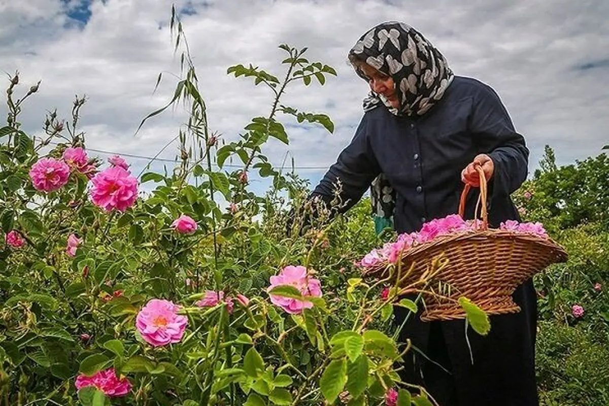 پیش بینی برداشت ۳۶۵ تن گل محمدی از باغات خراسان جنوبی