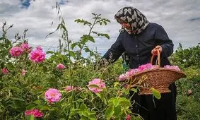 پیش بینی برداشت ۳۶۵ تن گل محمدی از باغات خراسان جنوبی