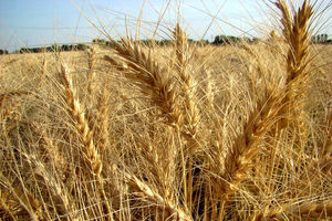 تولید ۳۳۰هزار تن گندم در اراضی کشاورزی قزوین