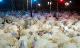 روزگار ناخوش صنعت بوقلمون در غفلت مسئولان