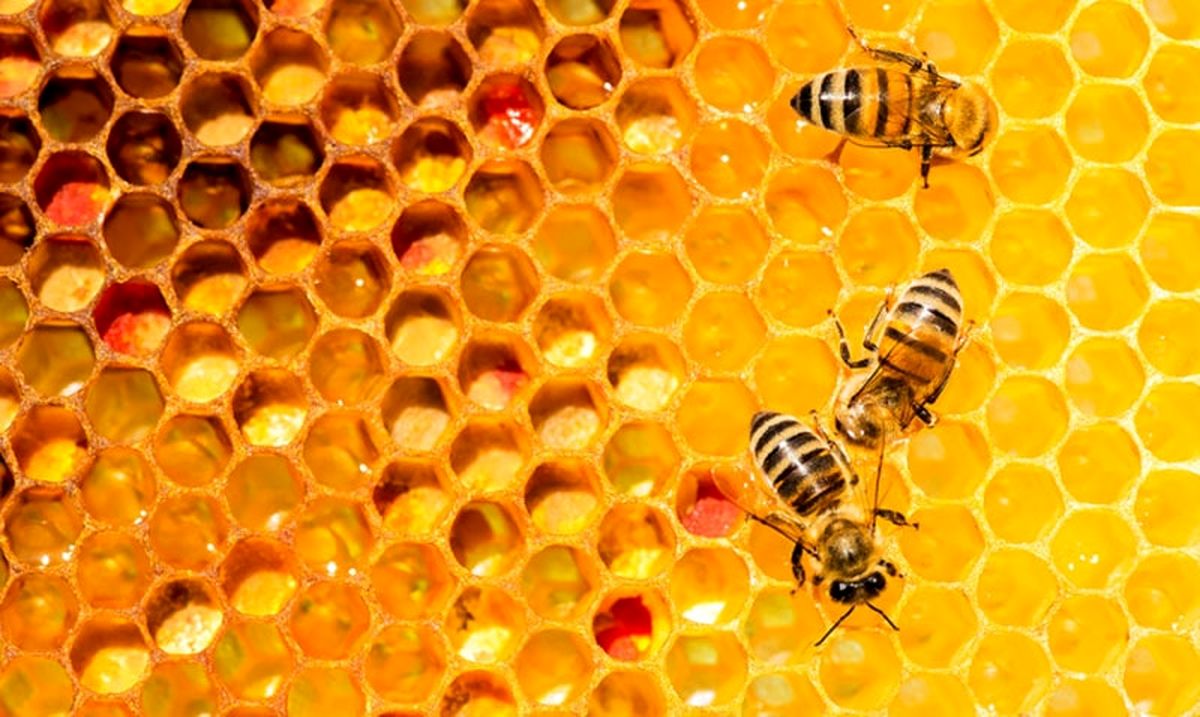روز جهانی زنبورعسل