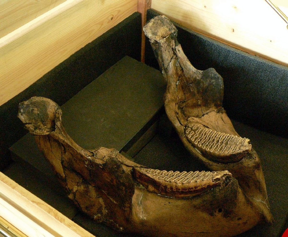 کشف بقایای فیل ۳۰۰ هزار ساله با عاج ۲.۴ متری در آلمان / عکس