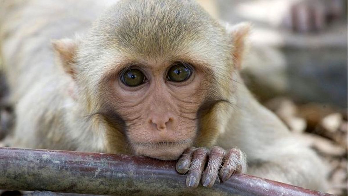 آزمایش موفقیت‌آمیز واکسن کرونا روی میمون‌ها در آمریکا