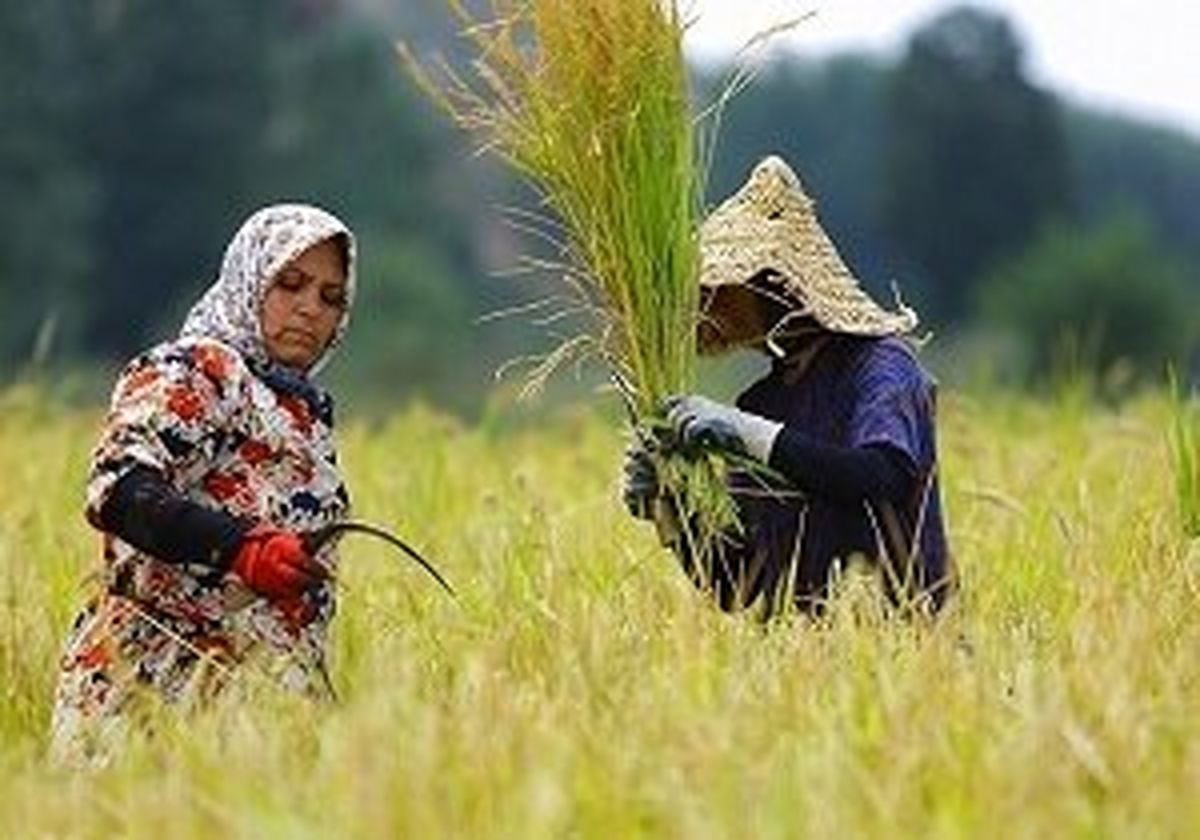 گسترش حضور زنان روستایی قم در فعالیتهای کشاورزی
