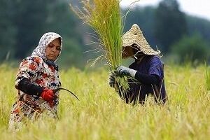گسترش حضور زنان روستایی قم در فعالیت‌های کشاورزی