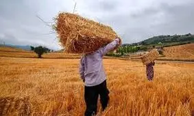 آغاز خرید تضمینی گندم در خراسان رضوی