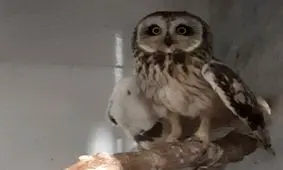 کشف جغد و افعی در تهران