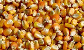 صادرات ۲۳ هزار تن از ذرت‌های آلوده/ بررسی‌ برای تبدیل به الکل