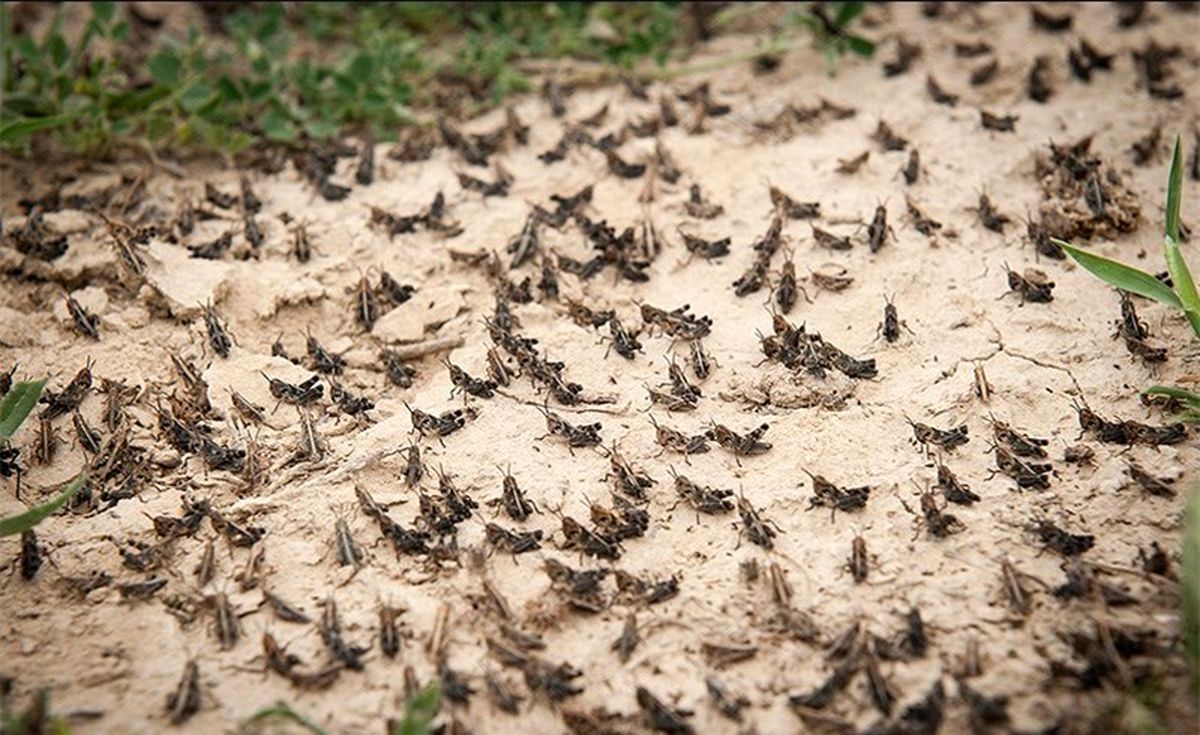 مبارزه با ملخ صحرایی در ۱۴۷ هزار هکتار از مراتع سیستان وبلوچستان