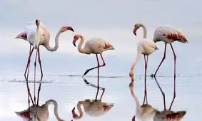بازگشت فلامینگوهای مهاجر به سواحل دریاچه ارومیه پس از گذشت پنج سال
