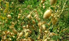 حبوبات جایگزین کشت برنج در خراسان شمالی می شود