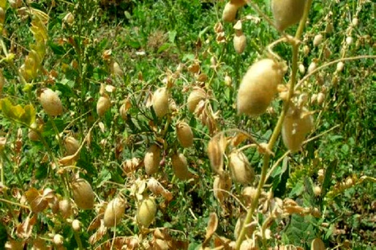 حبوبات جایگزین کشت برنج در خراسان شمالی می شود
