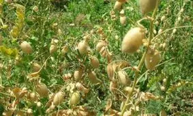 حبوبات جایگزین کشت برنج در خراسان شمالی می شود