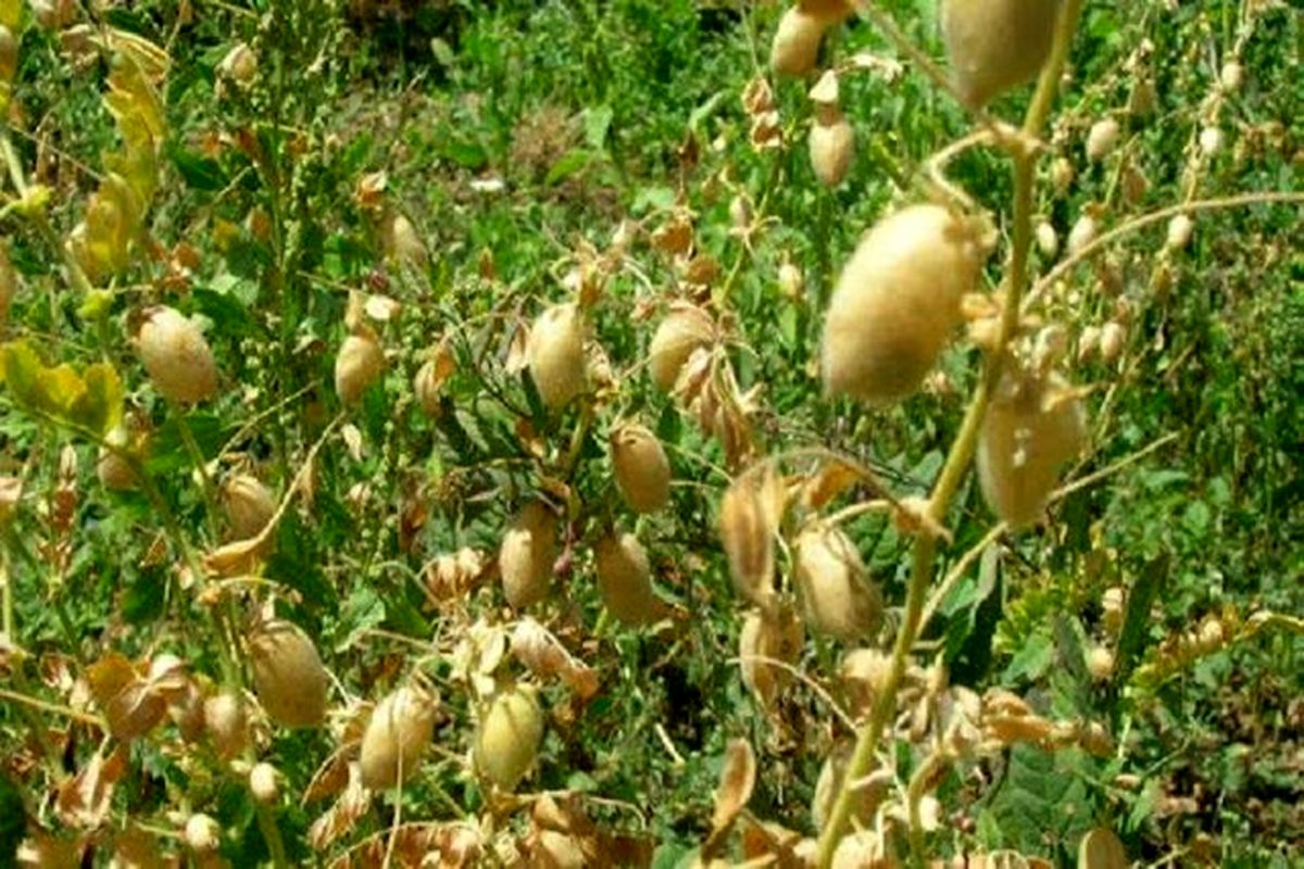 حبوبات جایگزین کشت برنج در خراسان شمالی می شود