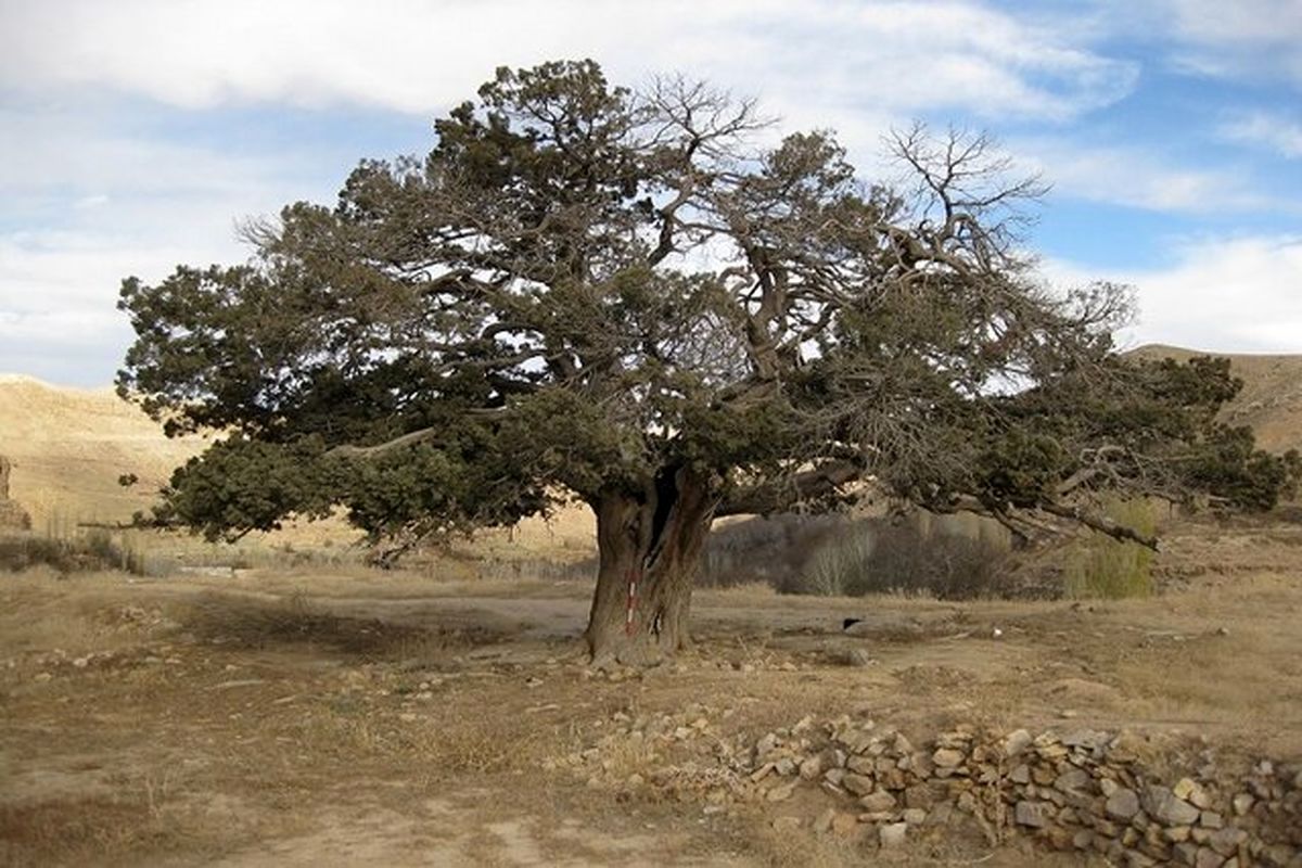 از درخت شاه توت 250 ساله تا کوبیدن میخ بر روی درخت 2000 ساله