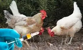 واکسیناسیون طیور بومی علیه بیماری نیوکاسل در قزوین آغاز شد
