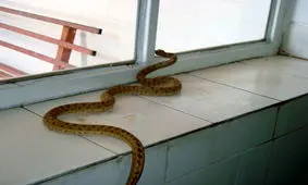 زنده‌گیری یک حلقه مار سمی در آپارتمان مسکونی منطقه کیانپارس