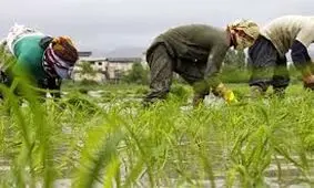 ۳۰۰ گیلانی سالانه به تب شالیزار مبتلا می‌شوند