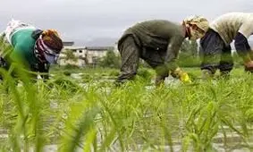 ۳۰۰ گیلانی سالانه به تب شالیزار مبتلا می‌شوند