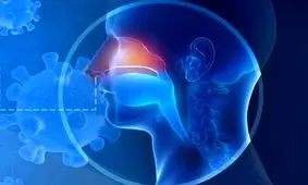 خودکشی سلول‌های بویایی مقابل کرونا