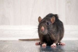 چرا ویروس کرونا باعث هجوم و فعالیت بیشتر موش‌ها شده‌است؟