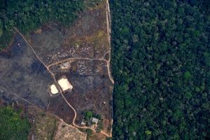 نابودی میلیون‌ها هکتار از جنگل‌های استوایی در ۲۰۱۹