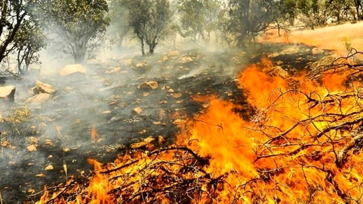 تصویری تلخ از آتشسوزی جنگلهای زاگرس!
