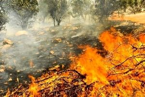 تصویری تلخ از آتش‌‌سوزی جنگل‌های زاگرس!