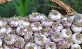 پیش بینی تولید ۵۸۰۰ تن سیر در بابل