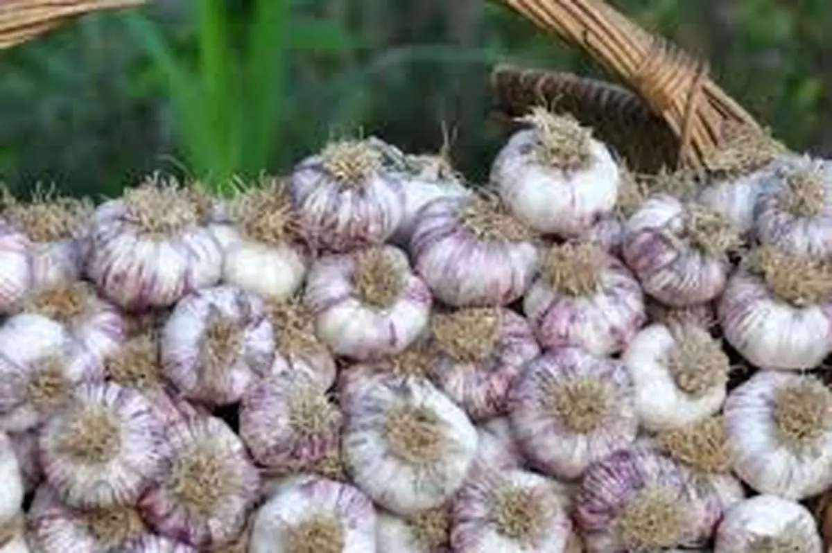 پیش بینی تولید ۵۸۰۰ تن سیر در بابل