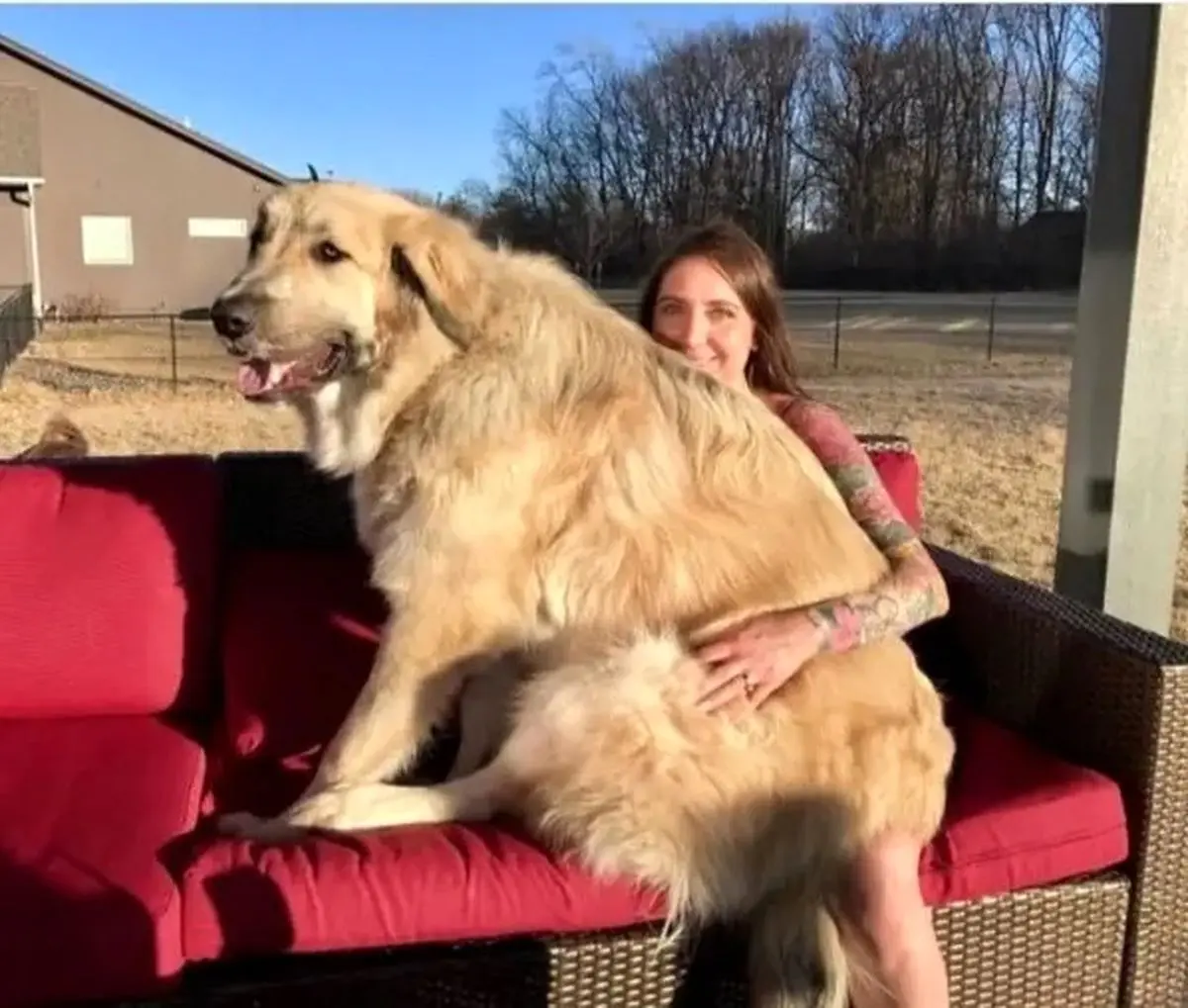 تصاویر بامزه از سگ‌های غول پیکری که احساس کوچک و بغلی بودن می‌کنند!