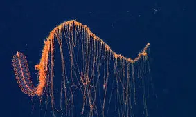 هیولای دریاچه و دایناسور زنده در قرن بیست‌و‌یکم!