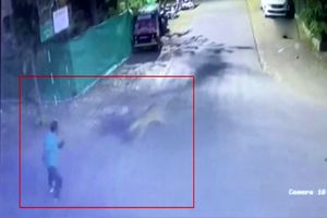 لحظه وحشتناک حمله پلنگ به عابر پیاده + فیلم