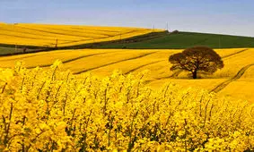 پایان خرید گندم و کلزا در دشت آزادگان