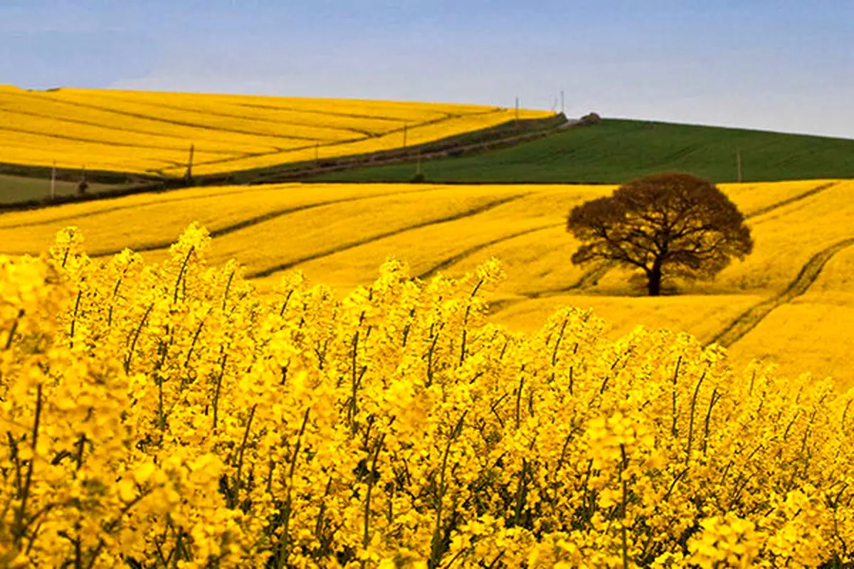 پایان خرید گندم و کلزا در دشت آزادگان