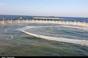 تولید ۲۰۰ هزار تن ماهی در قفس در اولویت برنامه‌های استان بوشهر است