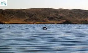 غرق شدن ۲۰ نفر در دریاچه ارومیه