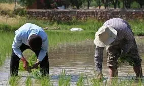 بازگشت رونق به شالیزارهای برنج خراسان شمالی به روایت تصاویر