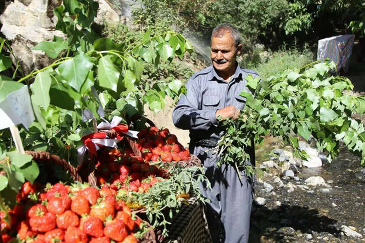 کردستان رتبه اول تولید طلای سرخ در کشور