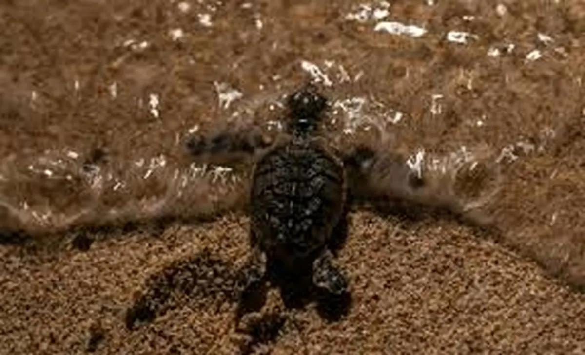 لاک‌پشت‌های پوزه عقابی کیش راهی دریا شدند