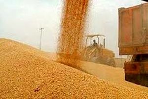 برآورد تولید 870 هزار تن گندم در استان کرمانشاه