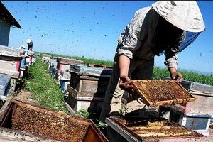 پیش‌بینی افزایش ۳۰ درصدی تولید عسل در فامنین