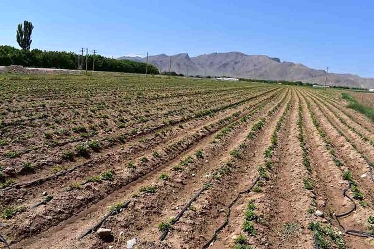سطح زیرکشت سیبزمینی و چغندرقند در چهارمحال و بختیاری افزایش یافت