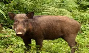 گرازهای وحشی به خلخال حمله کردند