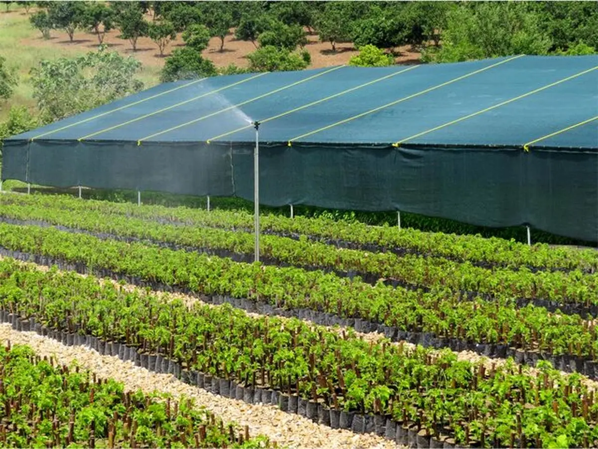 احداث نخستین نهالستان مدرن تولید توت نوغان کشور در قائم‌شهر